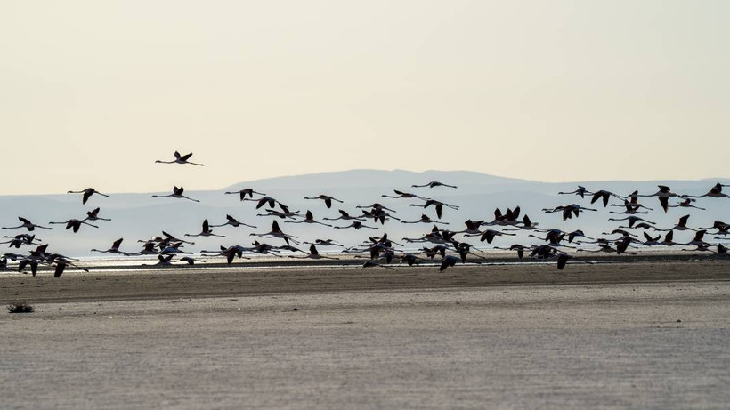 Tuz Gölü, 5 bin yavru flamingoya ev sahipliği yapıyor - Resim: 5